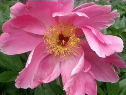 Pivonka čínska 'Dancing Butterfly' - Paeonia lactiflora 'Dancing Butterfly'