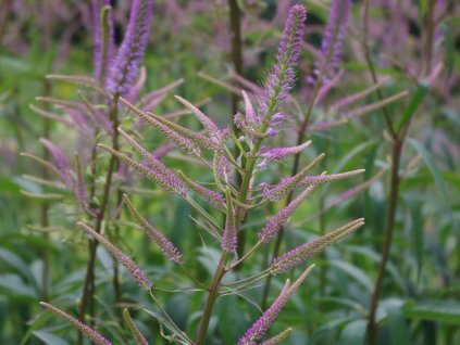 Rozrazil virgínsky 'Fascination' - Veronicastrum virginicum 'Fascination'