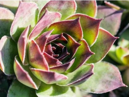 Skalnica x hybr. 'Carmen'- Sempervivum x hybr. 'Carmen'