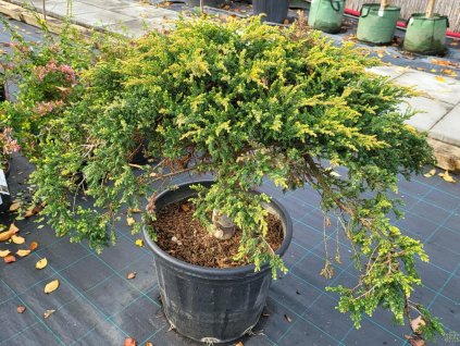 Jalovec 'Golden Shade'