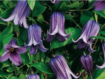 Plamienok 'Rooguchi'