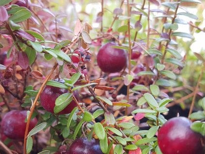 Brusnica 'Big Pearl'