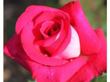 Stromčeková ruža 'Acapella®' (Balenie prostokorenný stromček, Tvar kmienok 120cm)