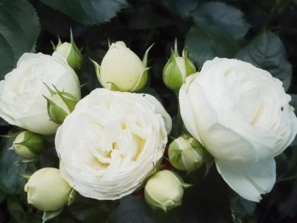 Stromčeková ruža 'Artemis®'