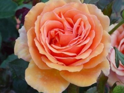 Stromčeková ruža 'Ashram®'