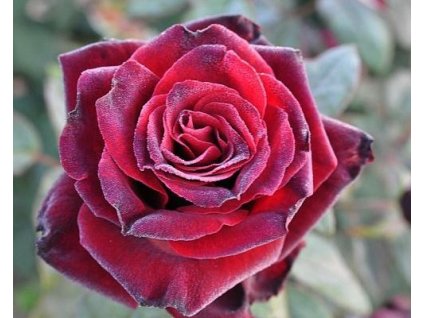 Stromčeková ruža 'Barkarole' (Balenie prostokorenný stromček, kmienok 120 cm)