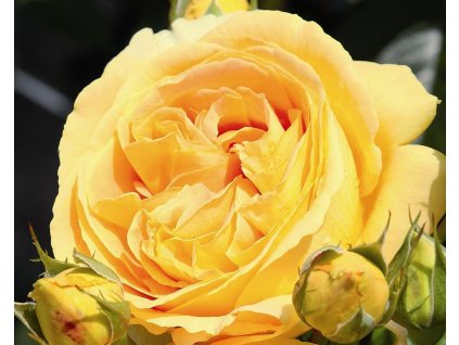 Stromčeková ruža 'Candlelight®' (Balenie prostokorenný stromček)