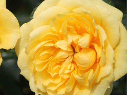 Stromčeková ruža 'Elida Starlet Rose®' (Balenie kontajner)