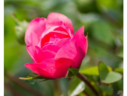 Stromčeková ruža 'Eva Starlet Rose®' (Tvar kmienok 120cm)