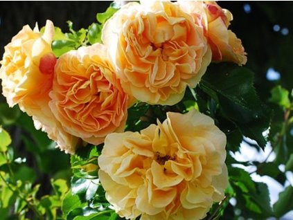 Stromčeková ruža 'Lizzy Starlet Rose' (Balenie kontajner)