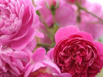 Stromčeková ruža 'Melina Starlet Rose®' (Balenie kontajner)