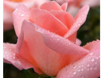 112134 stromcekkova ruza summer lady