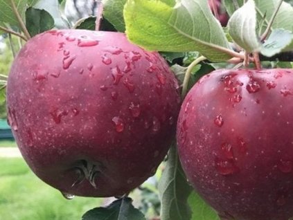 Jabloň 'Muna'