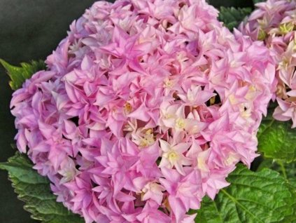 Hortenzia kalinolistá 'Perfection'