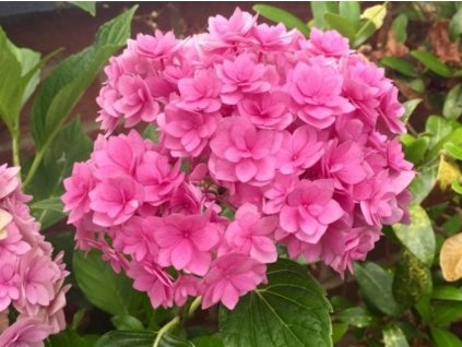 Hortenzia kalinolistá 'Together'