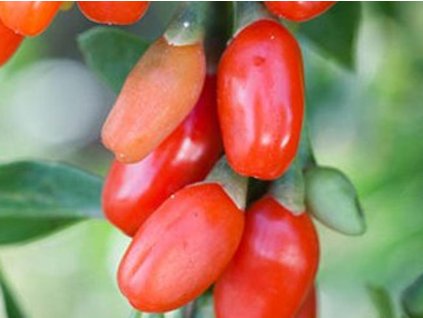 Kustovnica-Goji 'Instant Success'