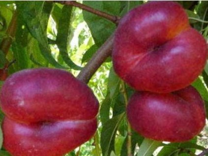 Nektarinka 'Platimoon Platty'