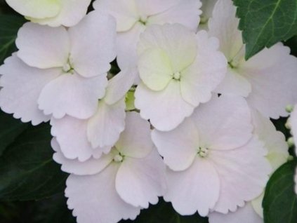 Hortenzia 'Runaway Bride® Snow White'