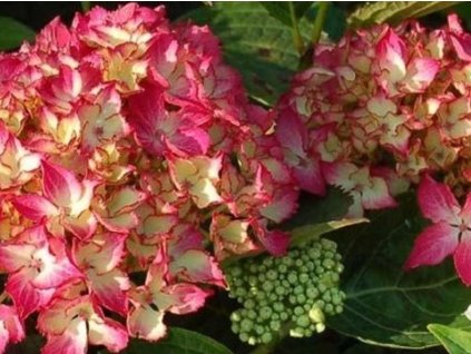 Hortenzia kalinolistá DUTCH LADIES 'Selma'