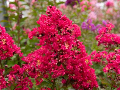 Lagerstroemia- Myrta krepová  'Red Imperator'