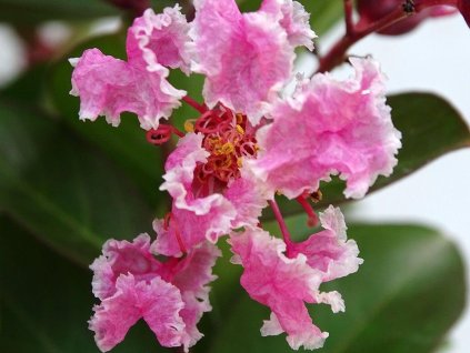 Lagerstroemia- Myrta krepová 'Berlingot Menthe'
