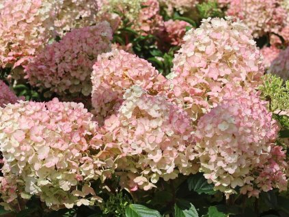 Hortenzia metlinatá Living 'Little Blossom'® 'LCN03'