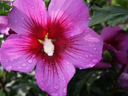 Ibištek sýrsky 'Silke'