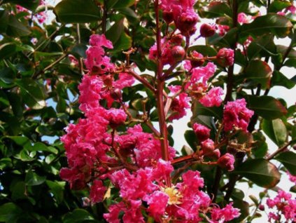 Lagerstroemia- Myrta krepová 'Rubra Magnifica'
