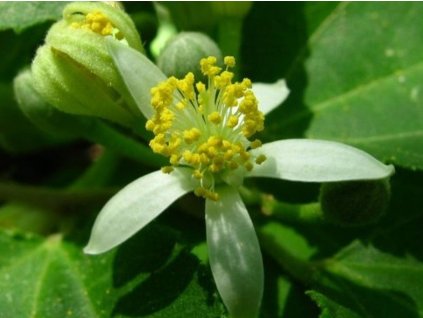 Grévia dvojlaločná var. parviflora