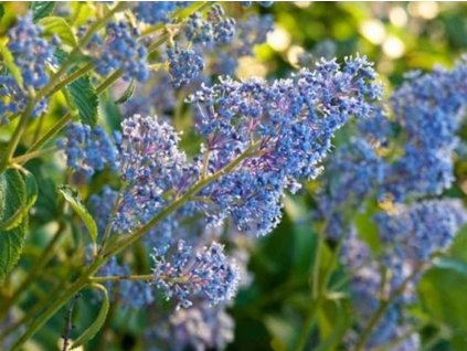 Ceanot' Gloire de Versailles'