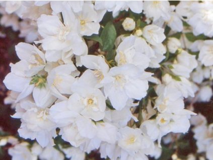 Pajazmín 'Mrs. E.L. Robinson'