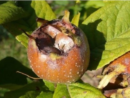 Mišpuľa obyčajná'Tardive'