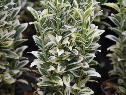 Euonymus White Spire