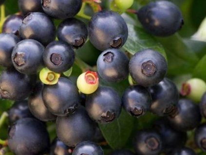 berry bux