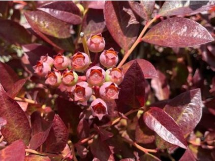 Kanadská čučoriedka 'Cabernet Splash'
