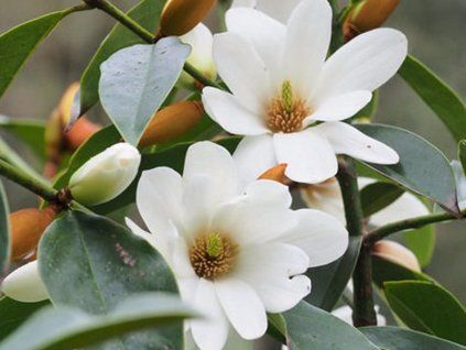 fairy white