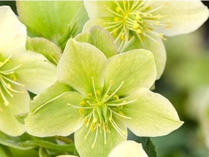Čemerica 'Snow Love' - Helleborus 'Snow Love'