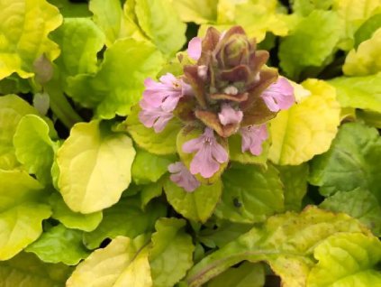 Zbehovec plazivý 'Gold Chang' - Ajuga reptans 'Gold Chang'
