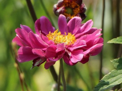 Sasanka japonská 'Pamina' - Anemone japonica 'Pamina'
