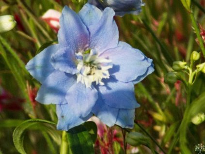 Stračonôžka 'Magic Fountains Sky Blue/White Bee' - Delphinium 'Magic Fountains Sky Blue/White Bee'
