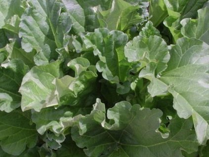 Rebarbora vlnitá  'Holsteiner Blut' - Rheum rhabarbarum 'Holsteiner Blut'
