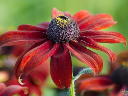 Echinacea (rudbekia) srstnatá Summerina 'Pumpernickel' - Rudbeckia hirta Summerina 'Pumpernickel'