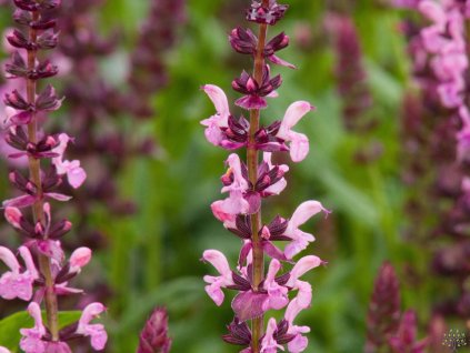Salvia nemorosa 'Sensation® Compact Bright Rose'