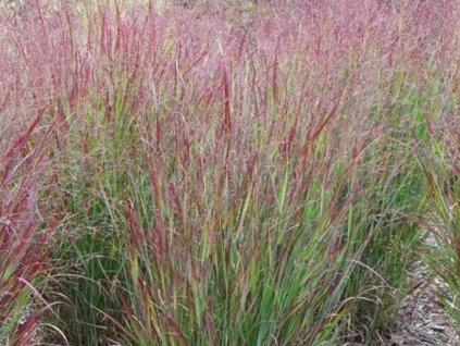 Proso prútnaté  'Shenandoah' - Panicum virgatum 'Shenandoah'