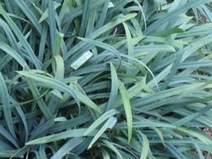 Ostrica 'Bunny Blue' - Carex laxiculmis 'Bunny Blue'