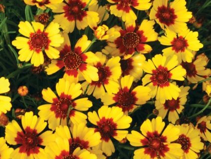 Kráska'Pineapple Pie' - Coreopsis 'Pineapple Pie'