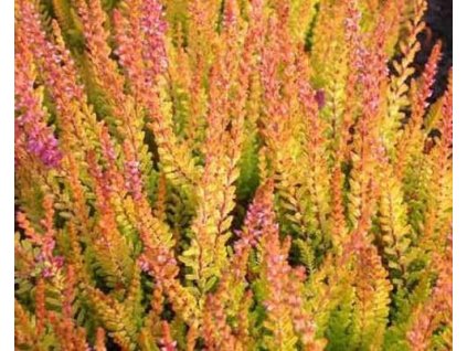 Vres obyčajný 'Firefly'