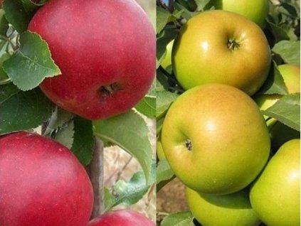 Jabloň 'Duo' (Goldstar+Rajka)