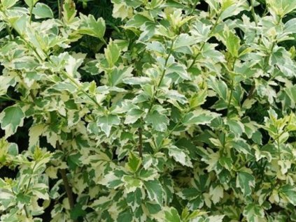 Ibištek sýrsky 'Variegata'