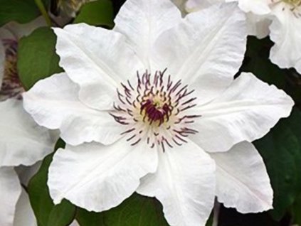 Plamienok 'Maria Kaczyńska'